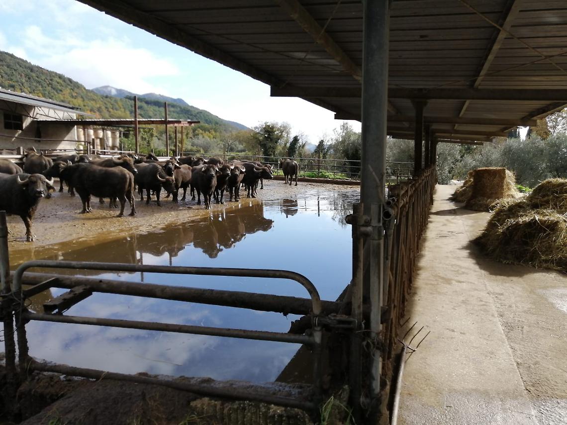 Controlli agli allevamenti bufalini, 10 sequestri e 15 denunciati