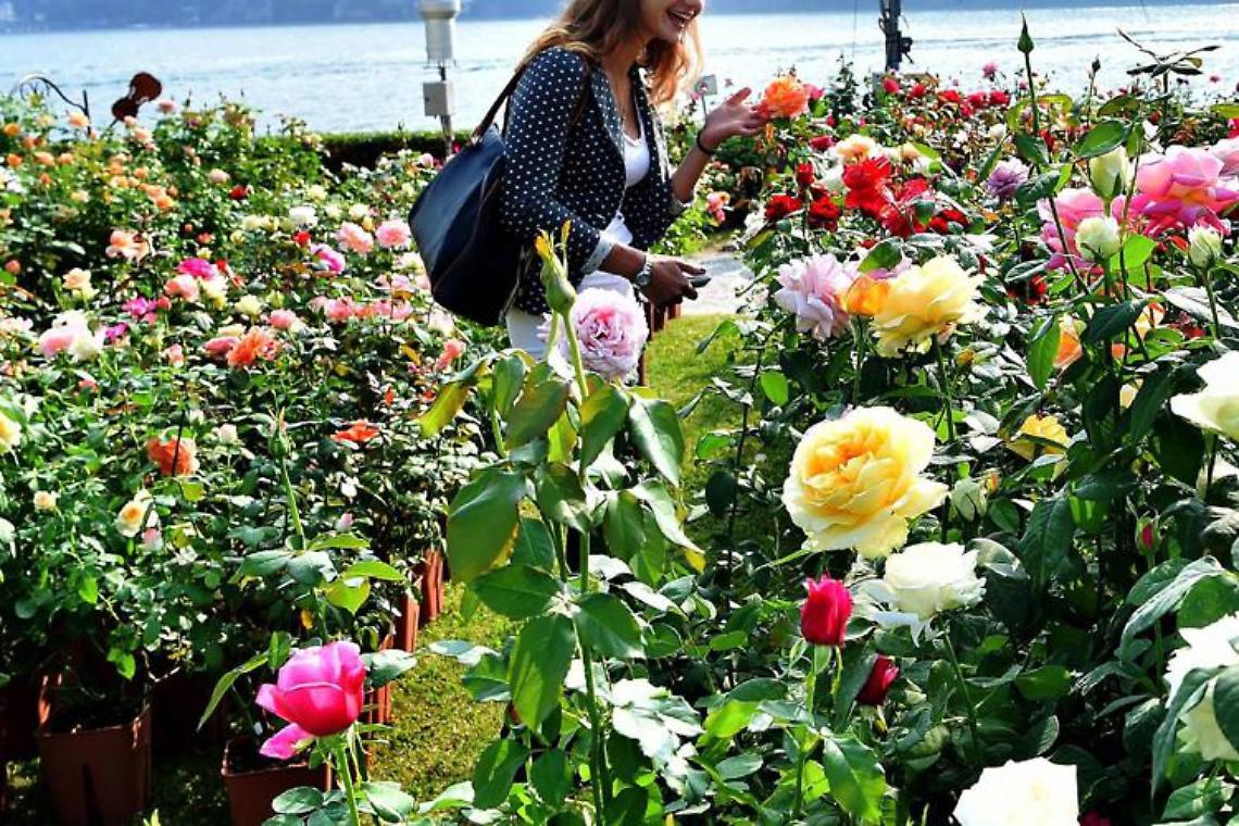 Caro bollette, i florovivaisti campani: rischio Ognissanti e Natale senza fiori