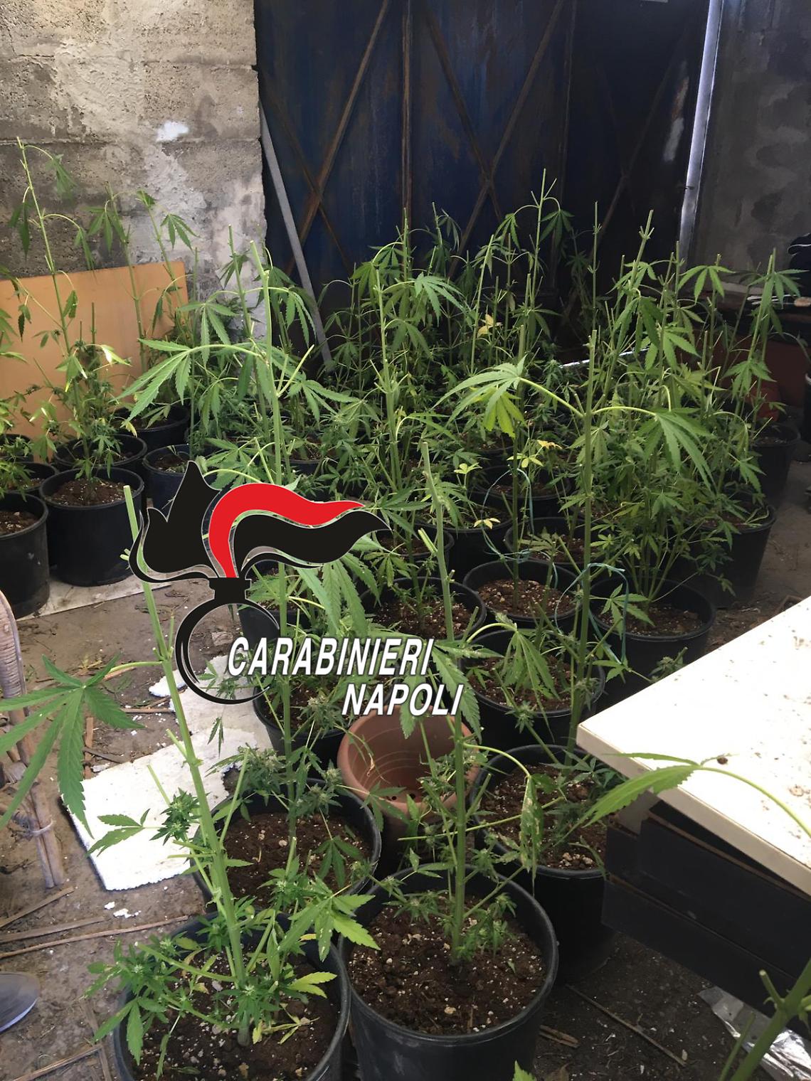 Serra di marijuana nel casolare, arrestato 41enne