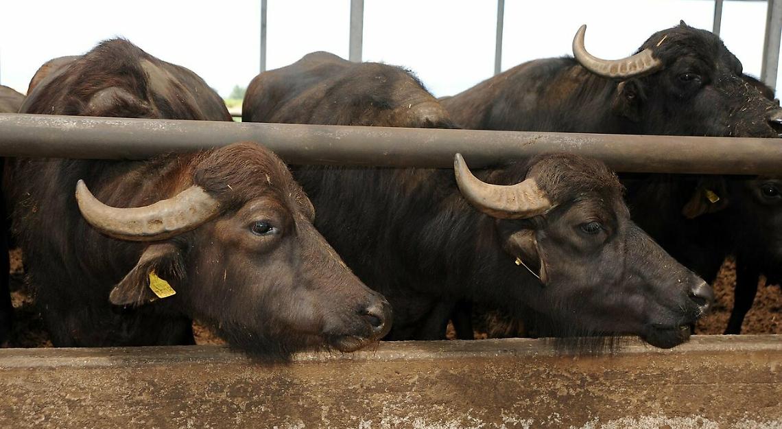 Brucellosi bufalina, da domani allevatori in sciopero della fame 
