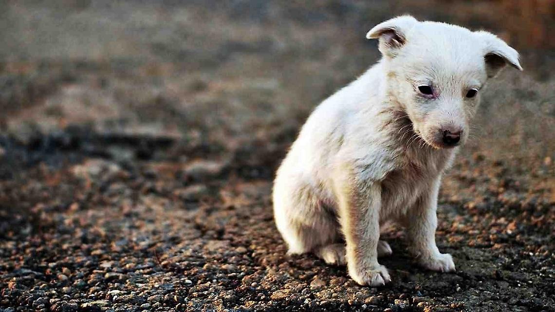 Pronto intervento veterinario, via al numero verde regionale