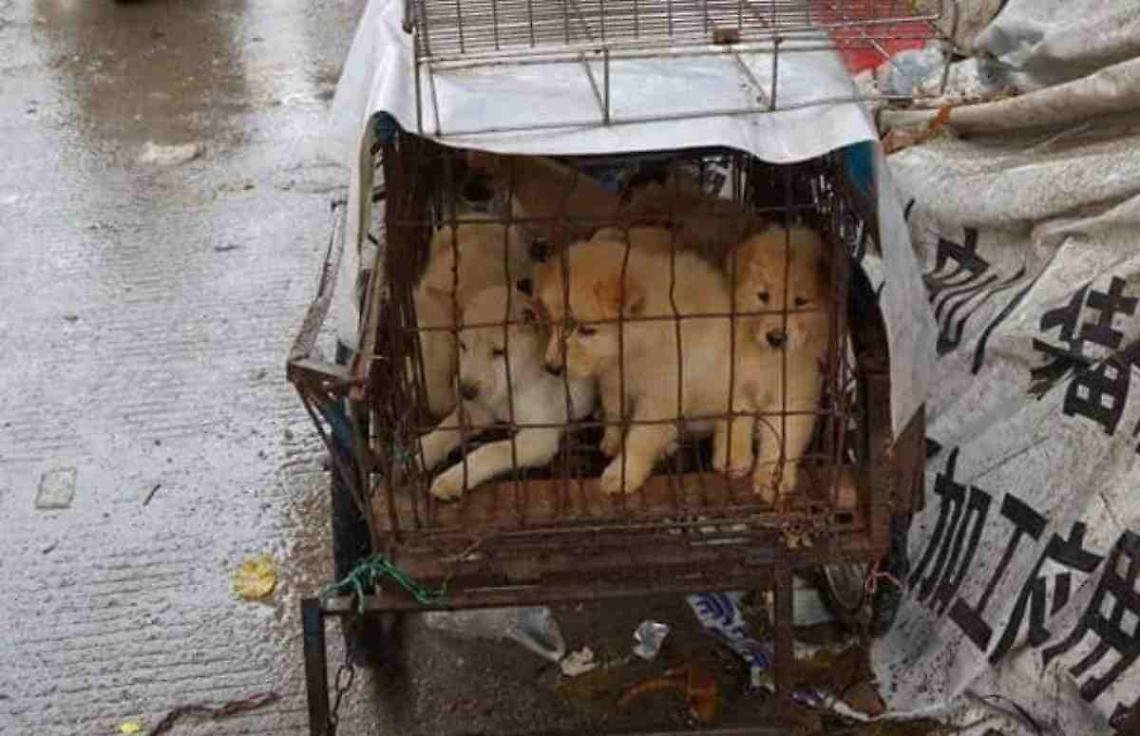 Coronavirus, svolta in Cina: vietato mangiare carne di cane e gatto