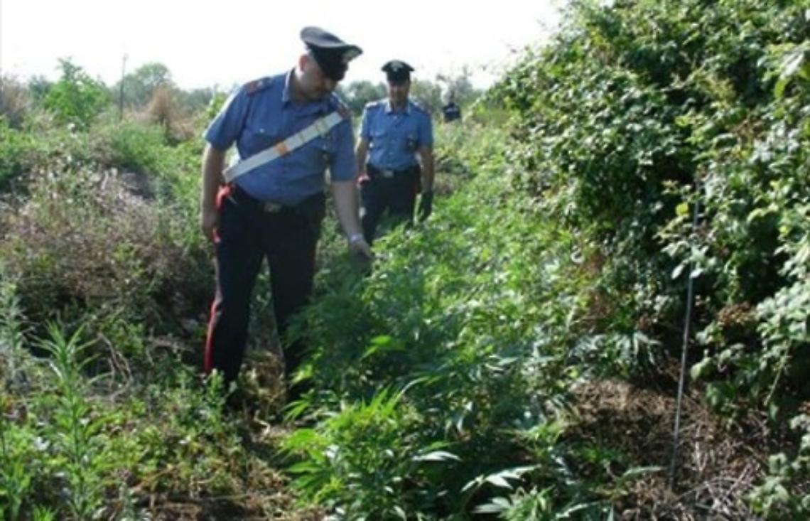 Cannabis sui Lattari, <br>i carabinieri distruggono un'altra piantagione 