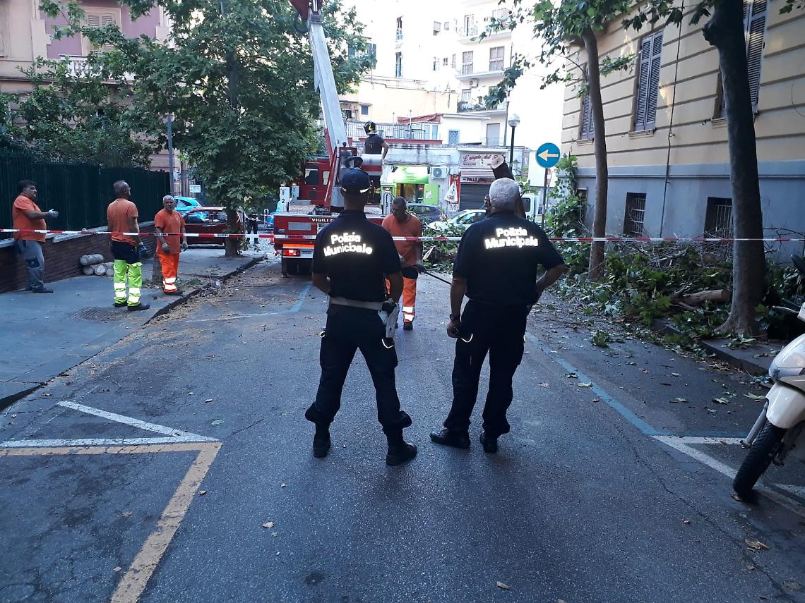 Grosso ramo crolla in via Cimarosa, paura al Vomero