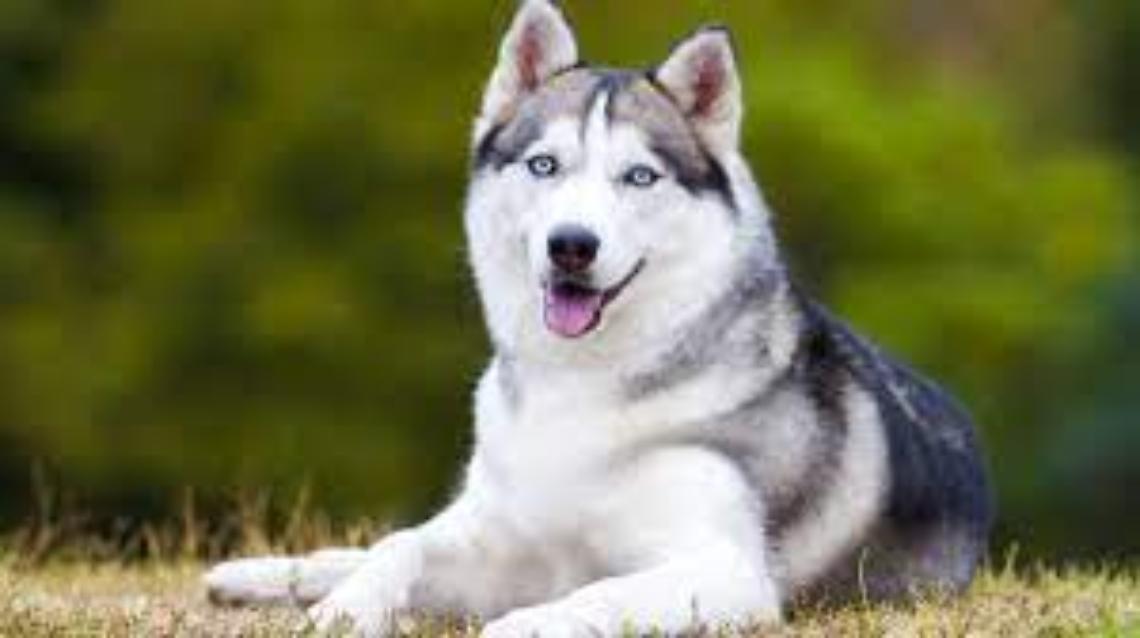 Cerca di recuperare il cane caduto nella scarpata, muore sulla Majella