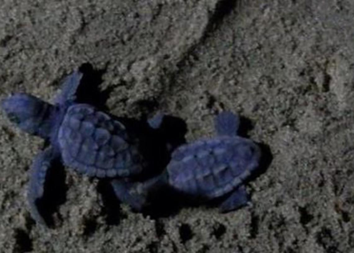 Si schiudono le uova di tartaruga, 54 esemplari prendono il largo
