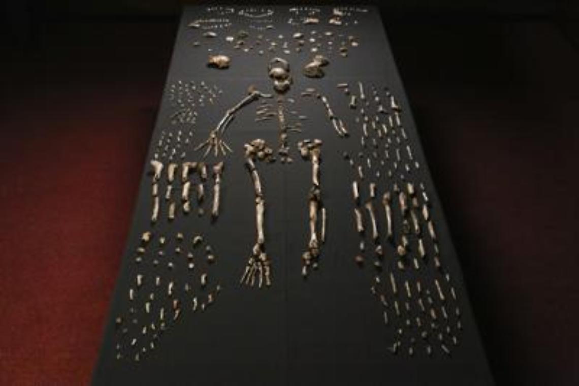 Scoperti i resti dell'“Homo Naledi”,<br>specie umana finora sconosciuta