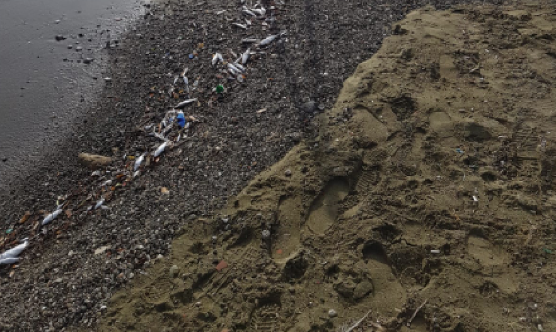 Pesci e topi spiaggiati nel porto di Forio d'Ischia, analisi in corso