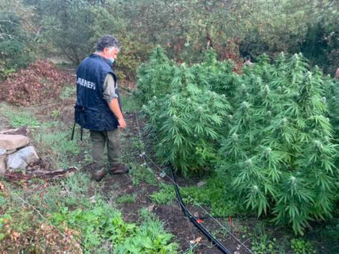 Monti Lattari, carabinieri trovano 115 piante di cannabis