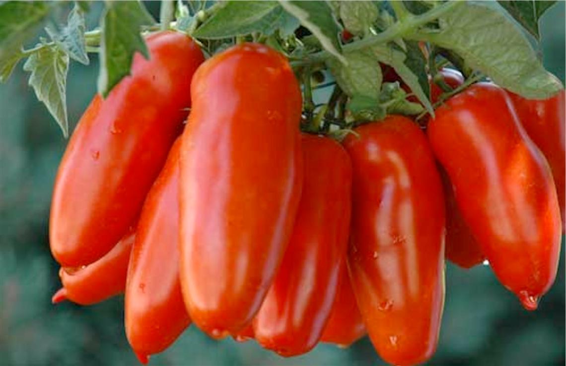 Costiera sorrentina, domani il laboratorio del gusto