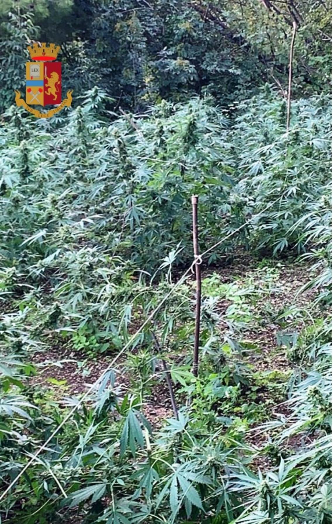 Polizia scopre piantagione di marijuana a Castellammare