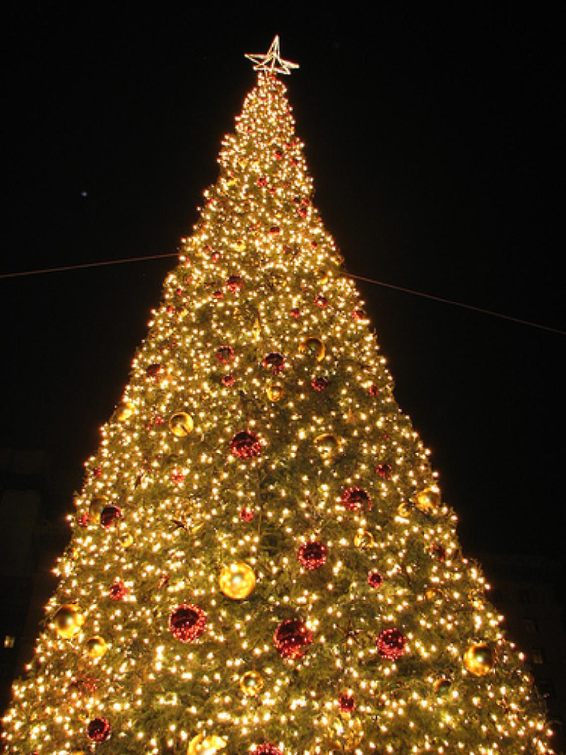 Anche Santa Maria C.V. avrà un albero, ma non grazie all'ex amministrazione