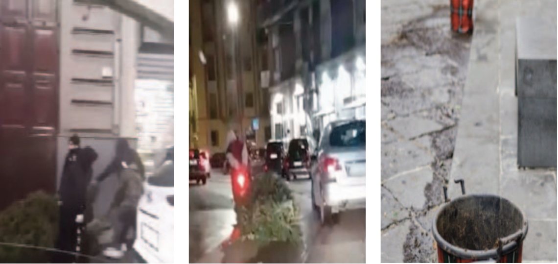 Furti di alberi di Natale a Napoli, è boom sui social