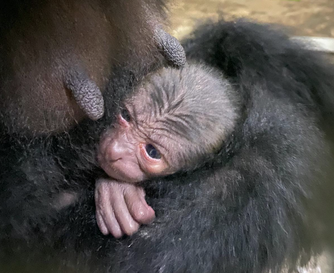 Cucciolo di siamango nato allo zoo di Napoli
