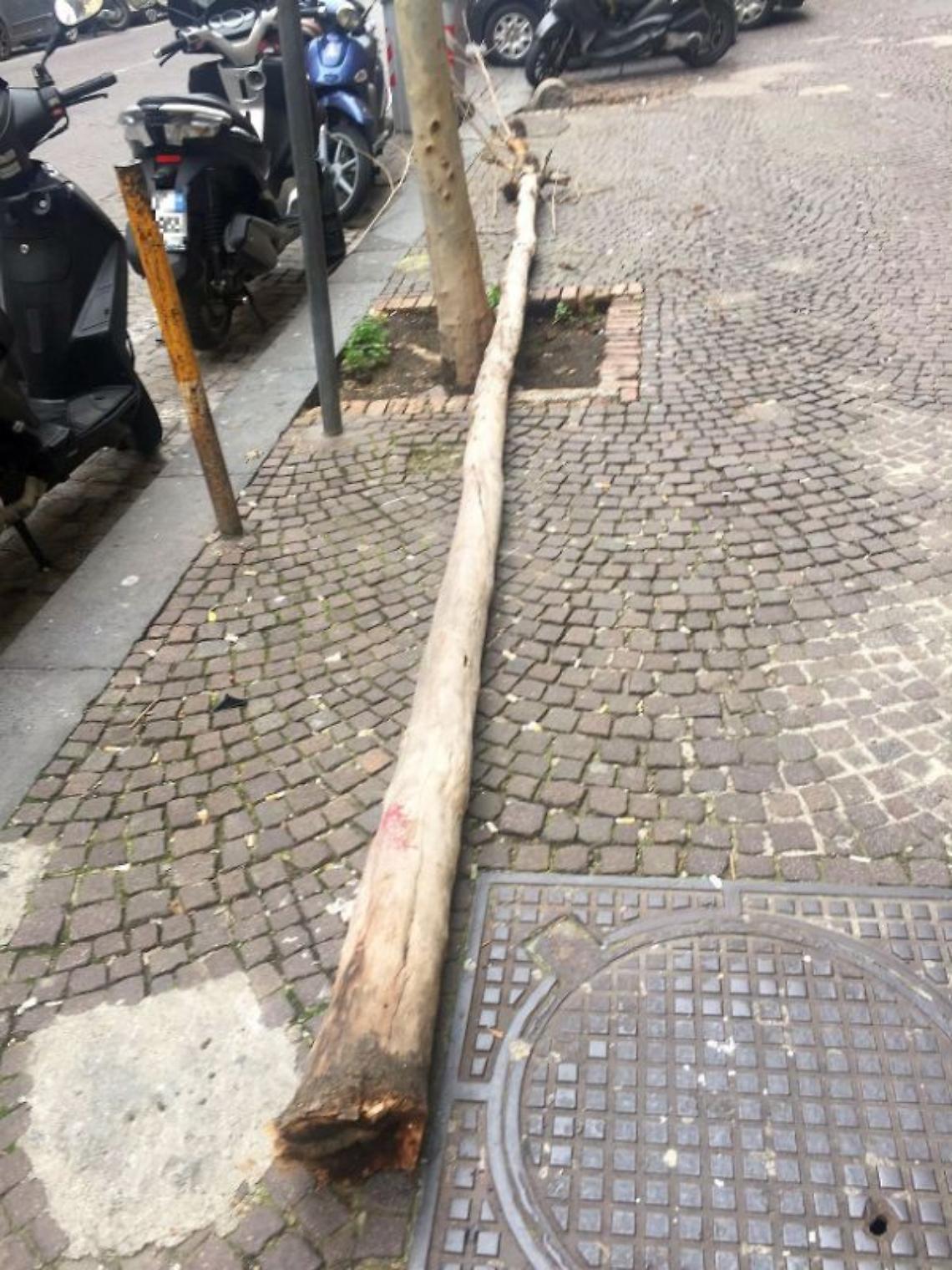 Albero cade a via Manzoni, passante ferito