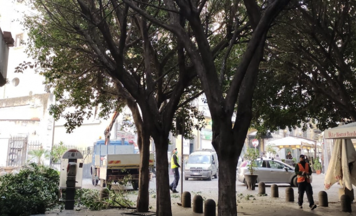 Napoli, oltre un milione di euro per la manutenzione degli alberi