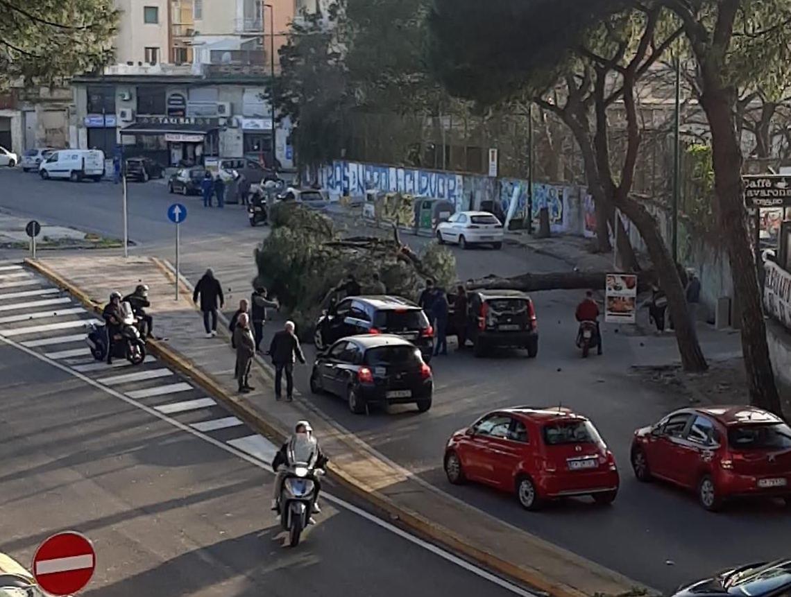 Cade pino secolare, paura a Soccavo