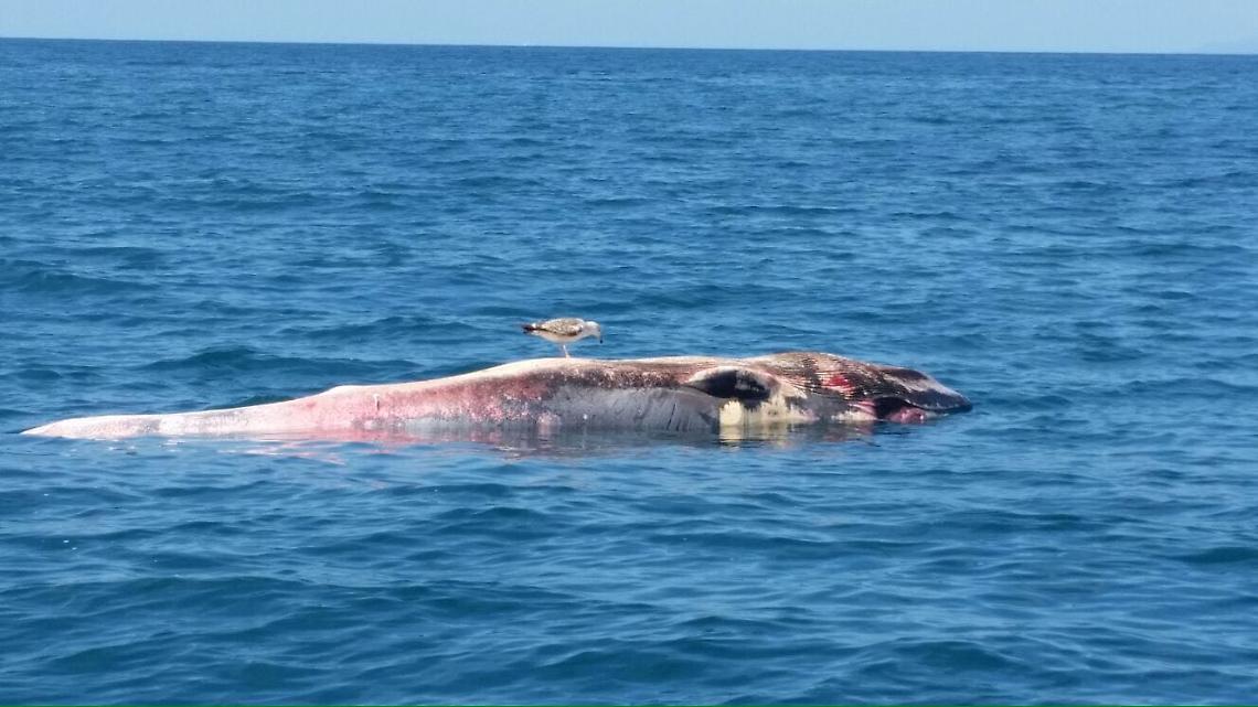 A Vico Equense ritrovata una balena morta