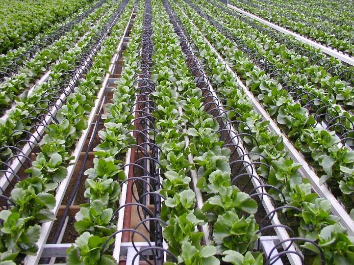 Agricoltura del futuro, a Napoli iniziativa comune Italia-Israele