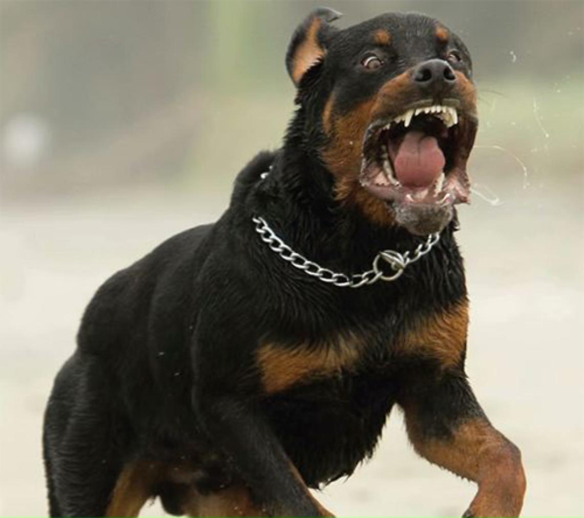 Aggrediti dal rottweiler della nonna, gravi due fratellini