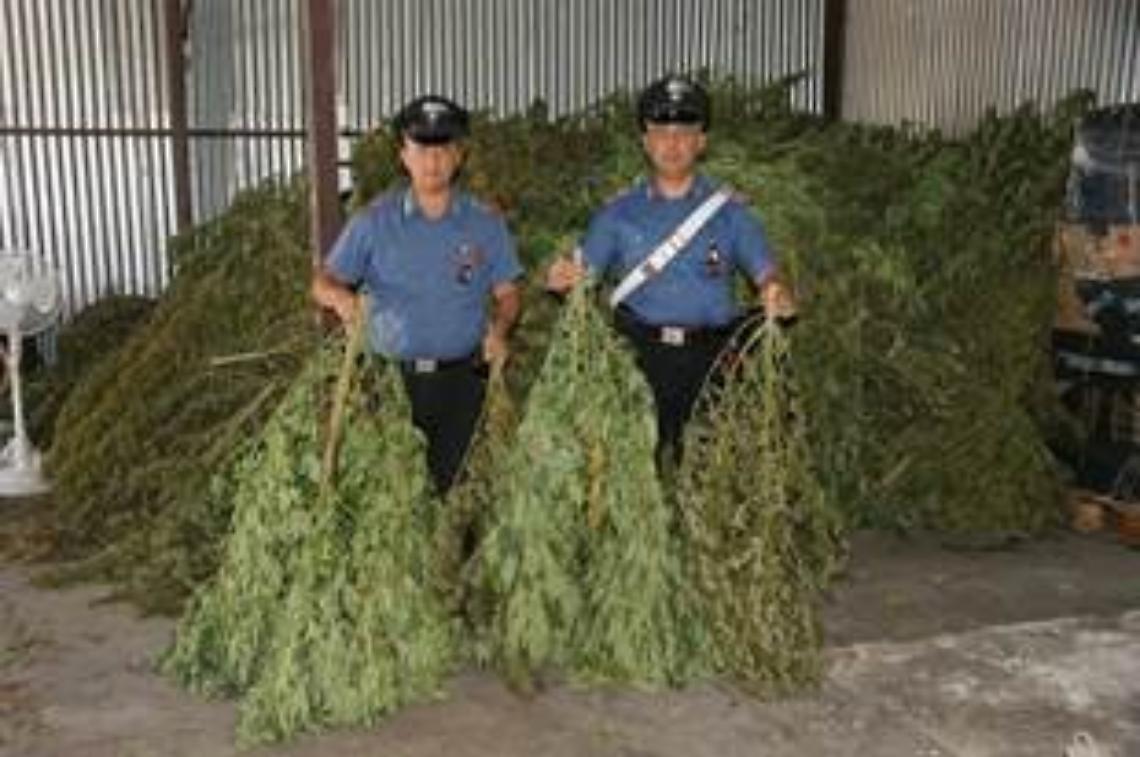 Oltre 800 piante di marijuana in un capannone, quattro arresti