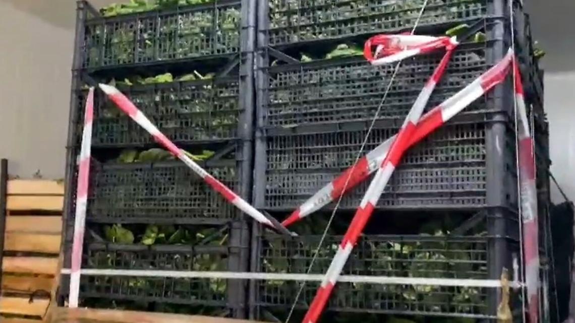 Mandragora, spinaci sequestrati: non c'è traccia di erbe velenose