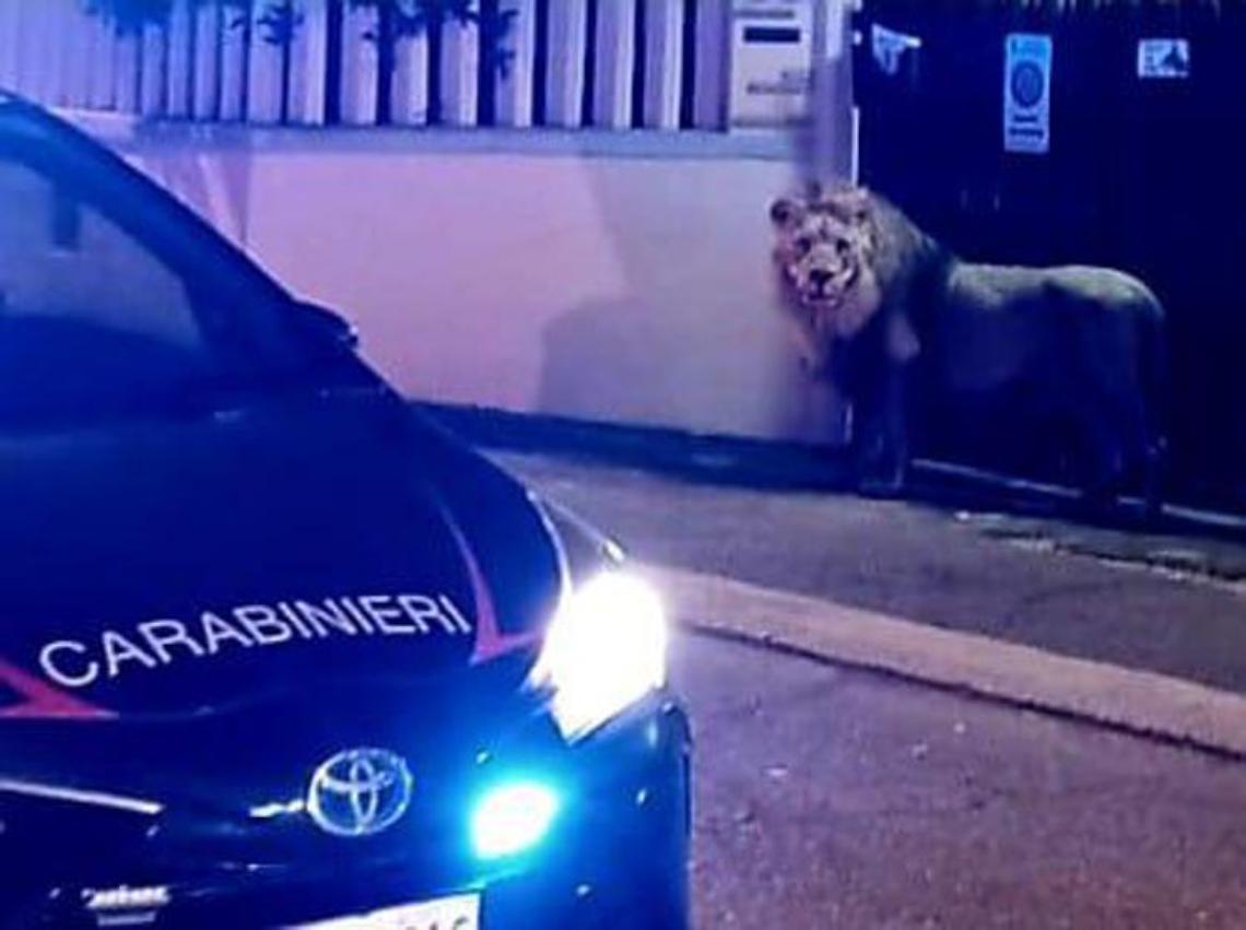 Roma, scatta l'allarme: un leone fugge dal circo a Ladispoli 