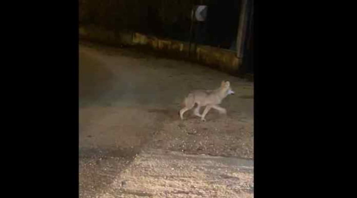 Lupi in città, avvistamento dei pressi di una scuola