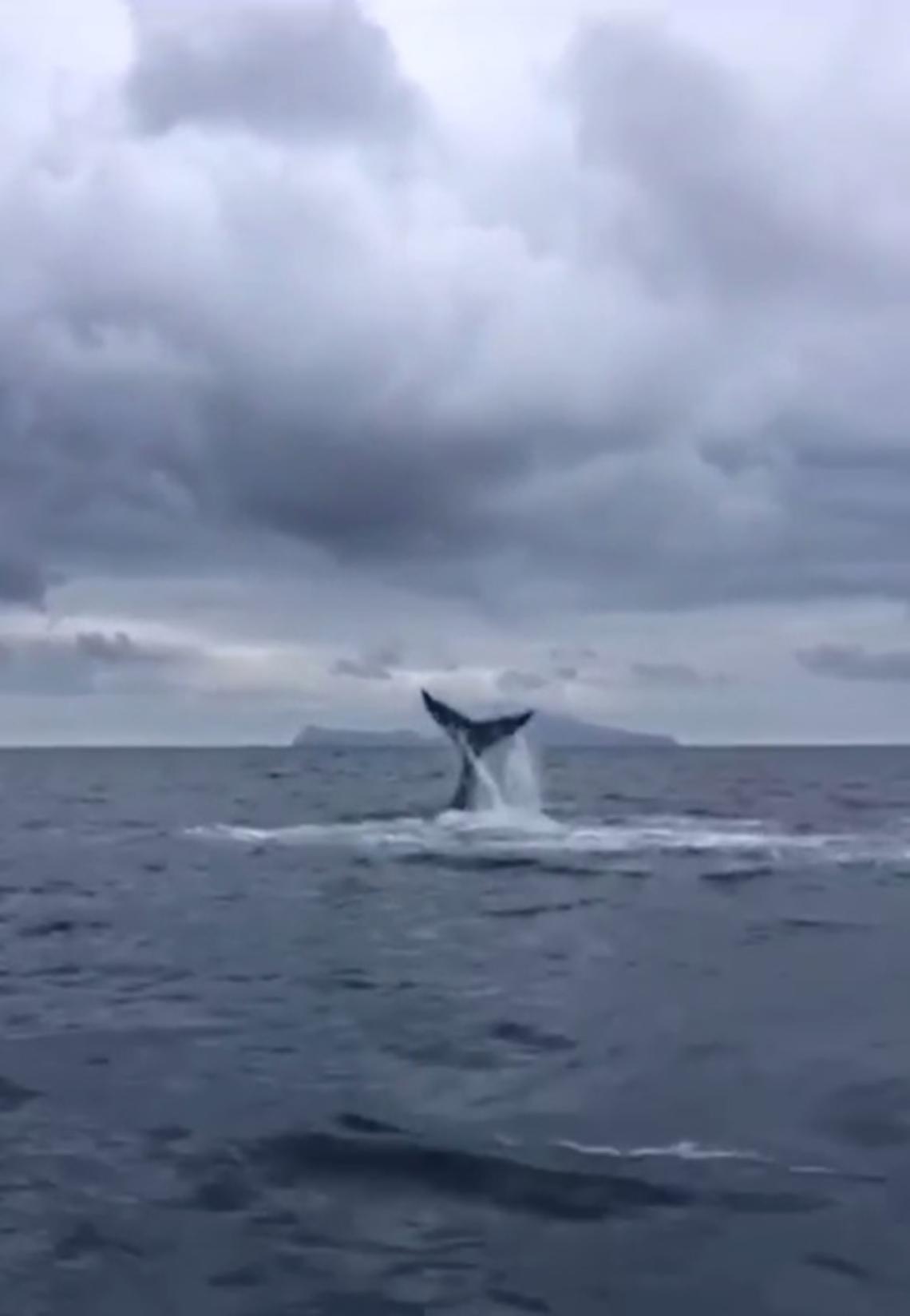Vela: assegnate nel golfo le coppe De Pinedo e Aloj