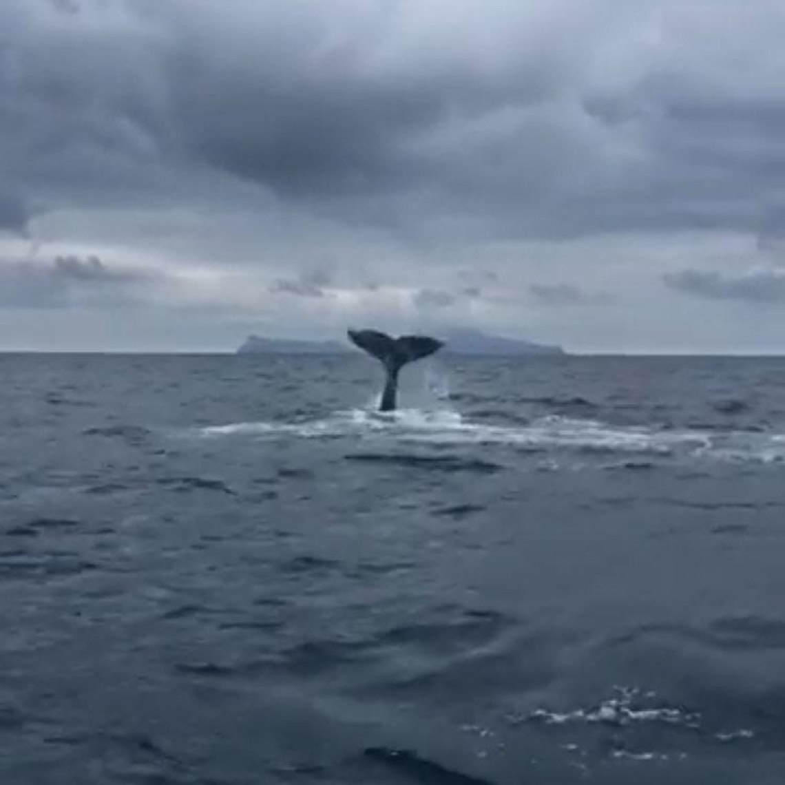 Una "turista speciale" nel Golfo di Napoli: la balenottera stanca VIDEO