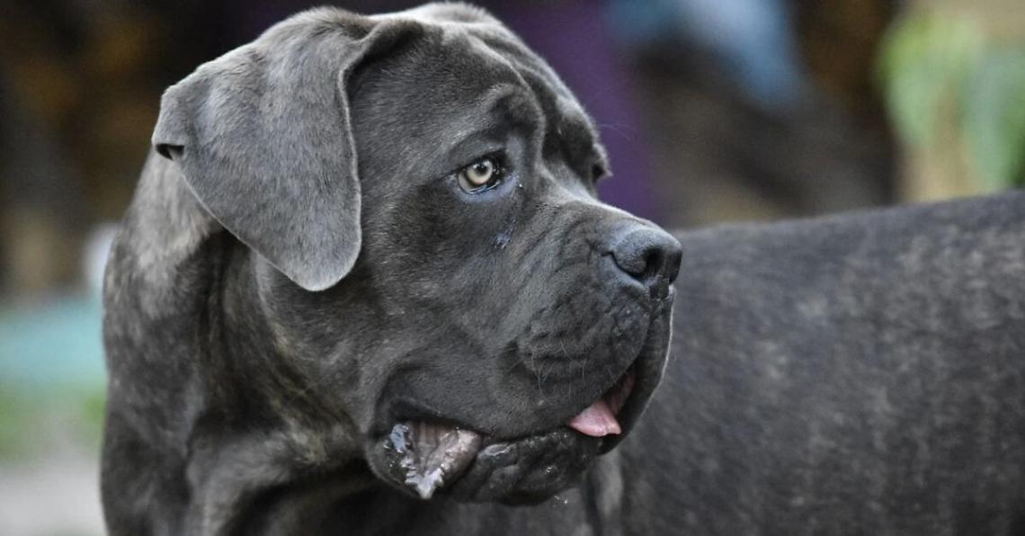 Bambino di 10 anni azzannato da cane, ricoverato in ospedale