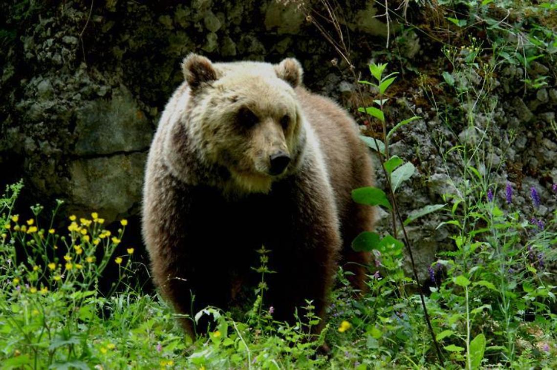 Runner morto a Trento, ad aggredire è stata orsa Jj4