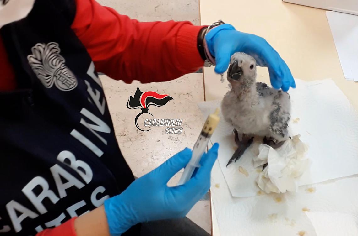 In giro con un pappagallo di specie protetta, scatta la denuncia