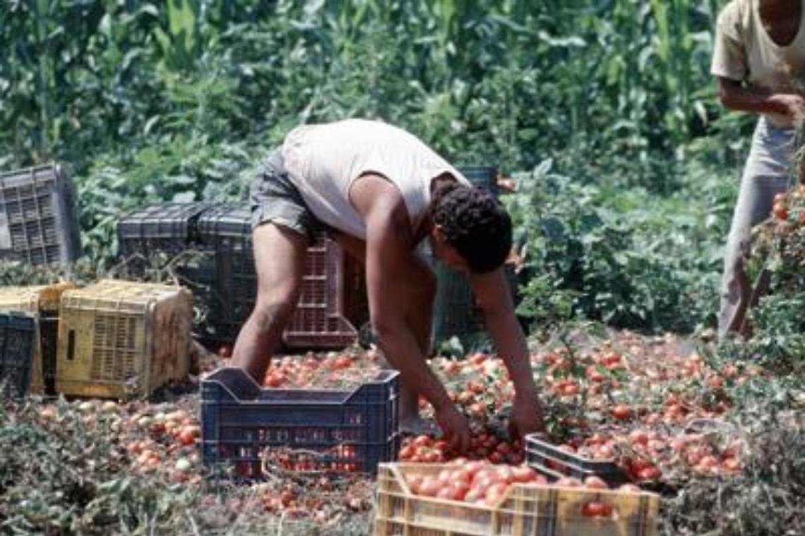 Fonti Viminale: accordo su regolarizzazioni braccianti e colf