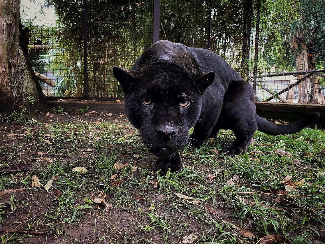Zoo di Napoli, arriva una coppia di giaguari