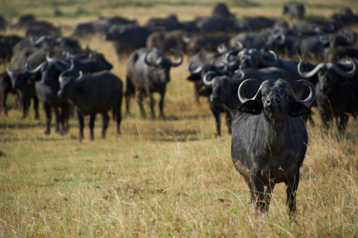 Travolto da una mandria di bufale, muore operaio nel Salernitano