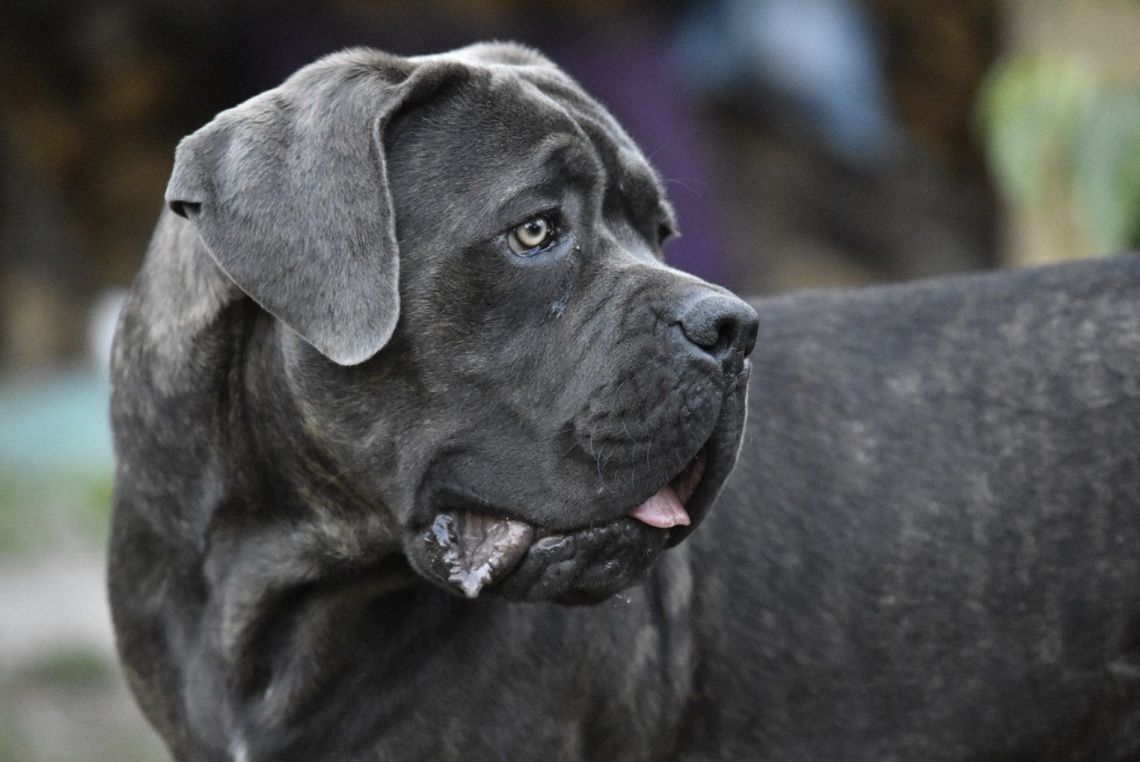 Ai domiciliari con un cane corso per difesa
