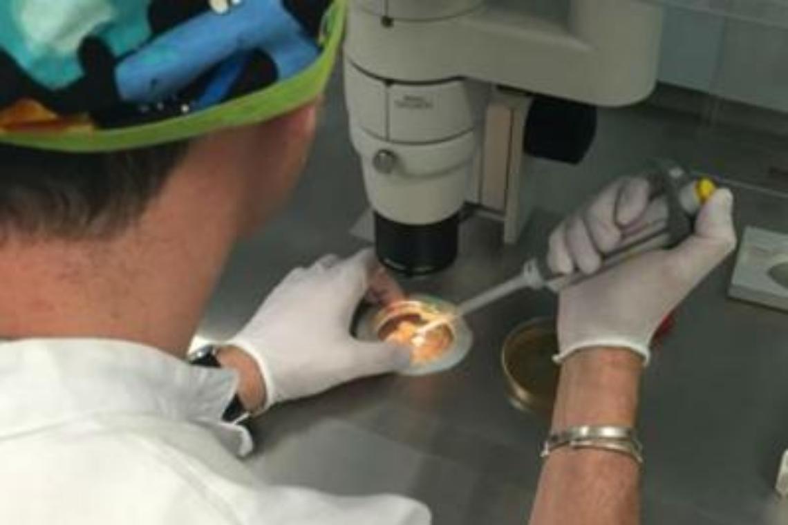 Fecondazione eterologa, ecco dove è possibile in Italia