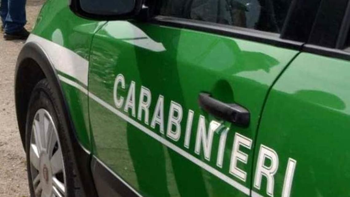 Caso gatti morti nel Salernitano, ispezioni di carabinieri e Asl