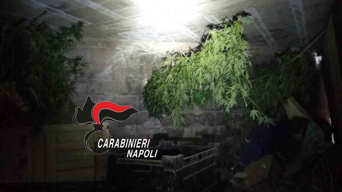 Droga, 6 chili di cannabis in essiccatoio: arrestato 45enne