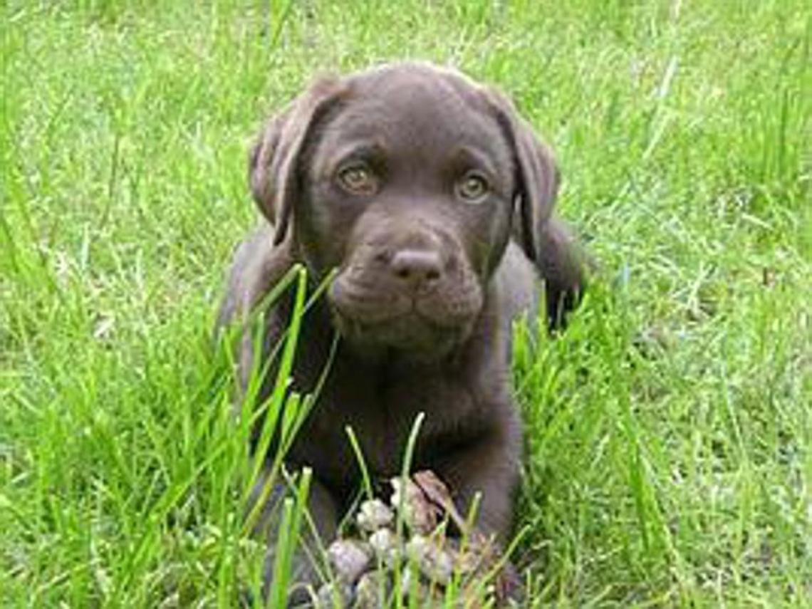 Uccide a calci Labrador, i passanti tentano il linciaggio 