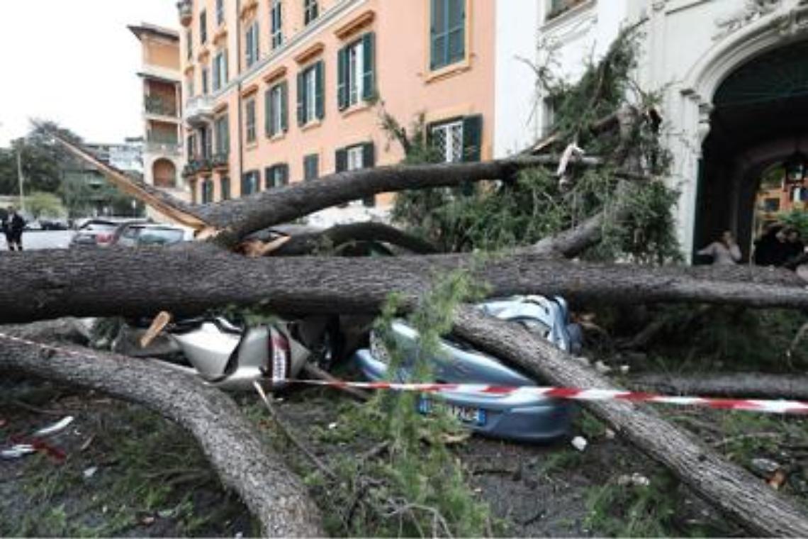 Crolla un albero, ragazzo ferito