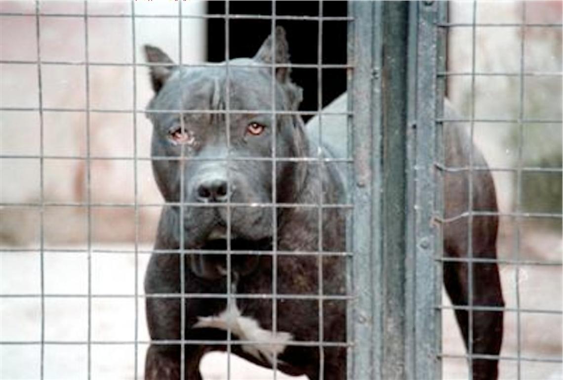 Roma, bimba azzannata al volto da un pitbull