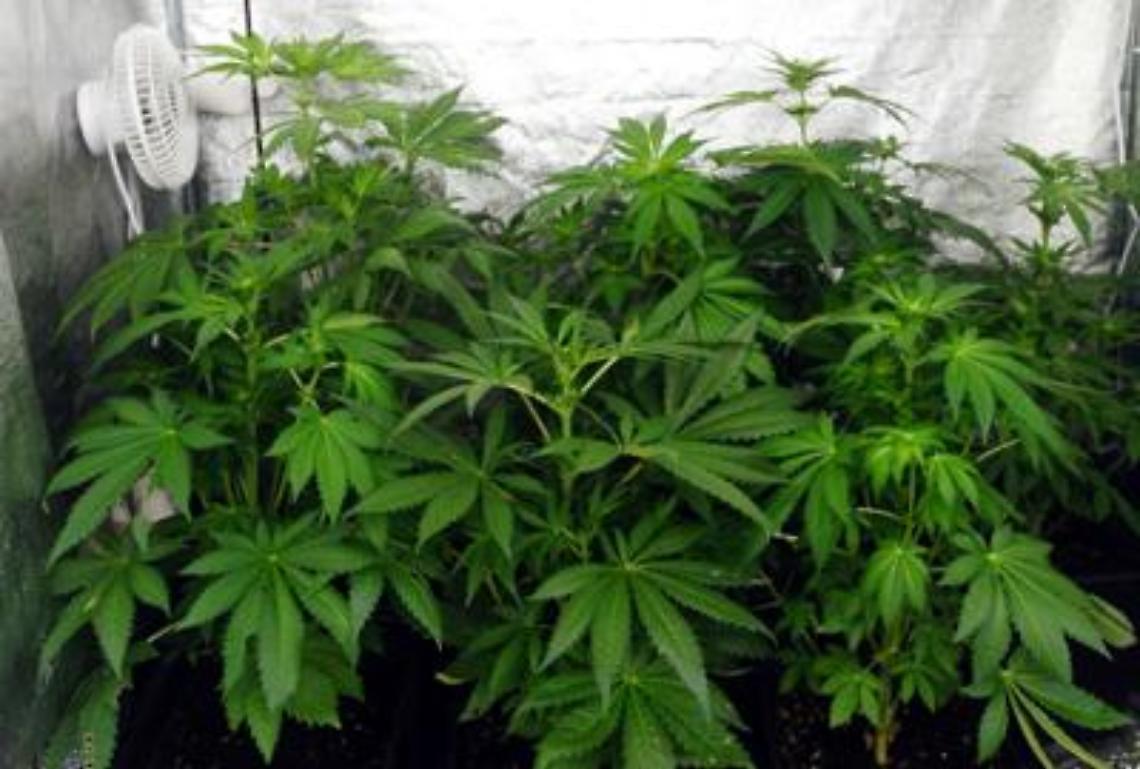 Sì del Governo all'uso terapeutico della cannabis