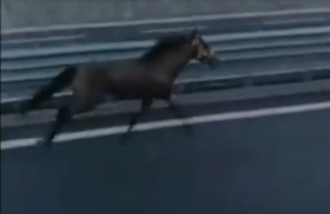 Ercolano. Cavallo al galoppo sull'autostrada. Choc tra gli automobilisti
