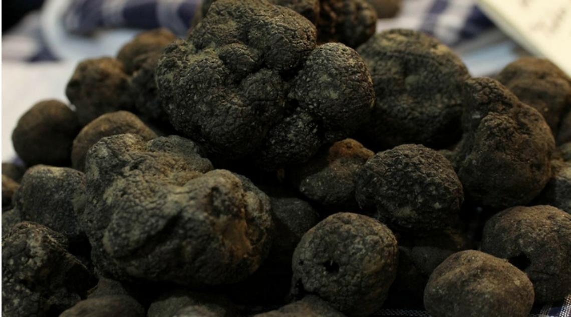 Napoli: tartufo in vendita a 2.000 euro, ma ne valeva 300