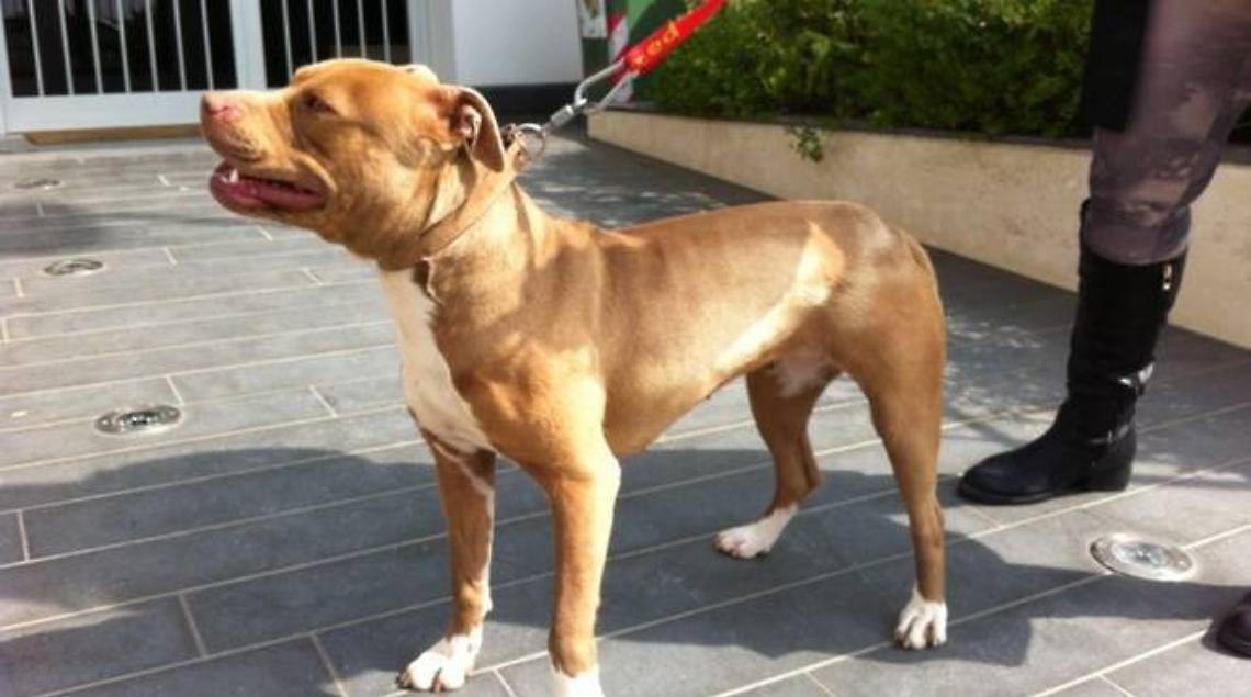 Cane malnutrito ed esposto ad intemperie, scatta la denuncia