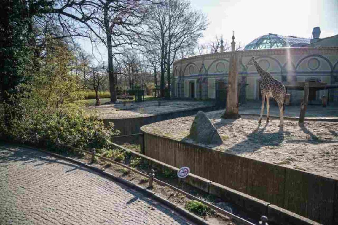 Coronavirus, dramma in uno zoo tedesco: l'annuncio choc della direttrice