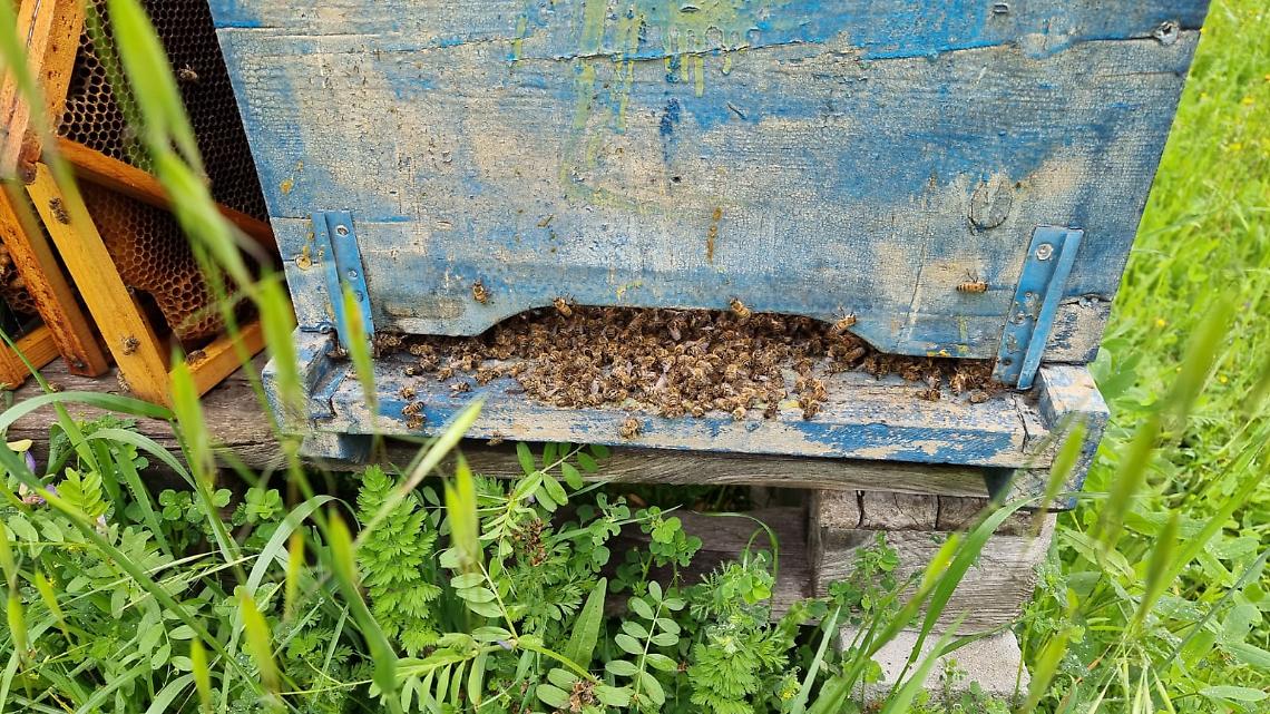 Freddo anomalo, è strage di api: apicoltori campani chiedono lo stato di calamità