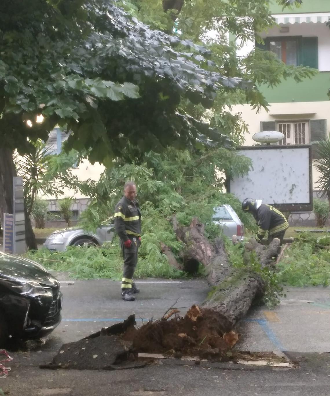 Paura all'Arenella: crolla albero in via Altamura
